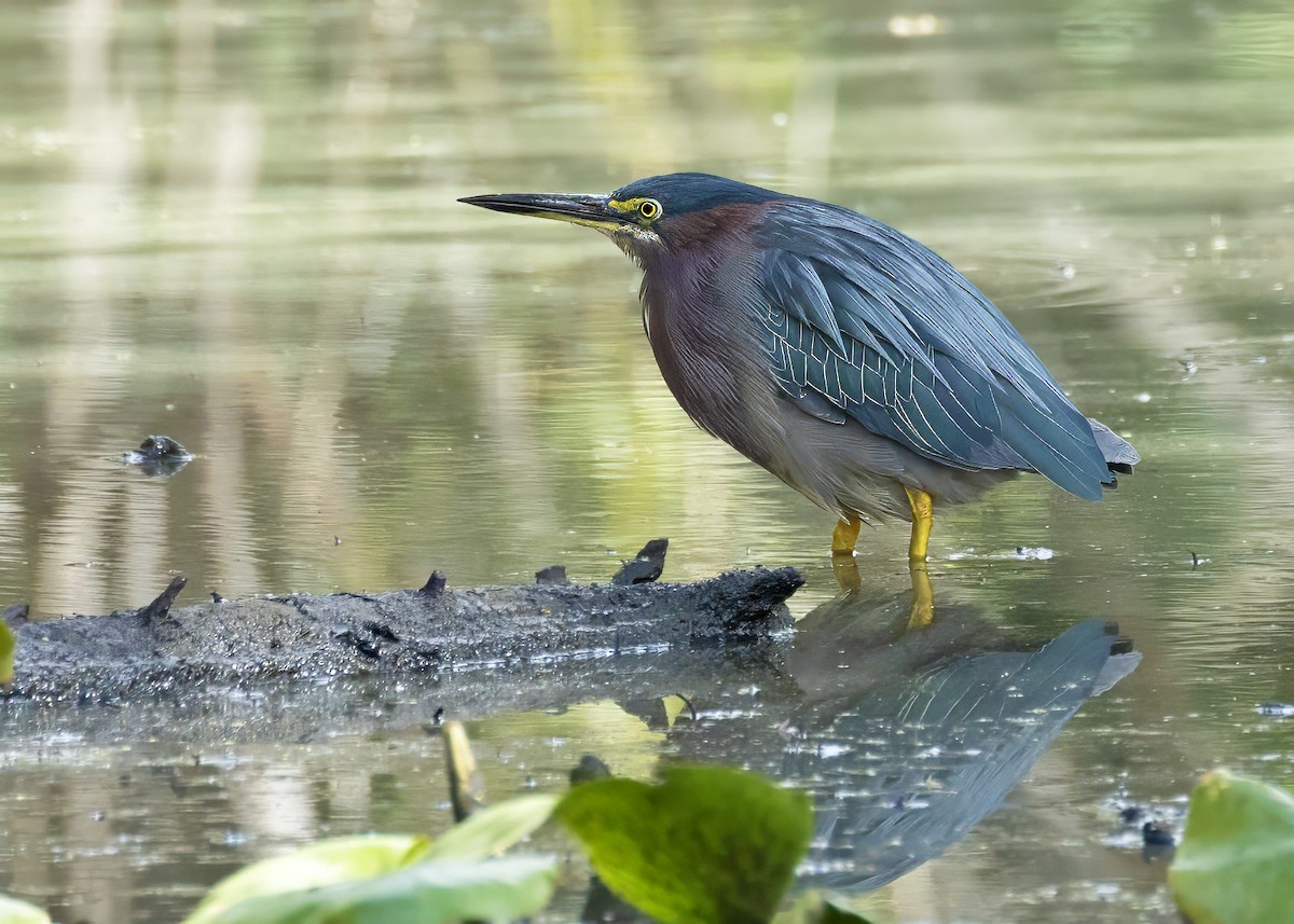 Green Heron (virescens/bahamensis) - ML643415656