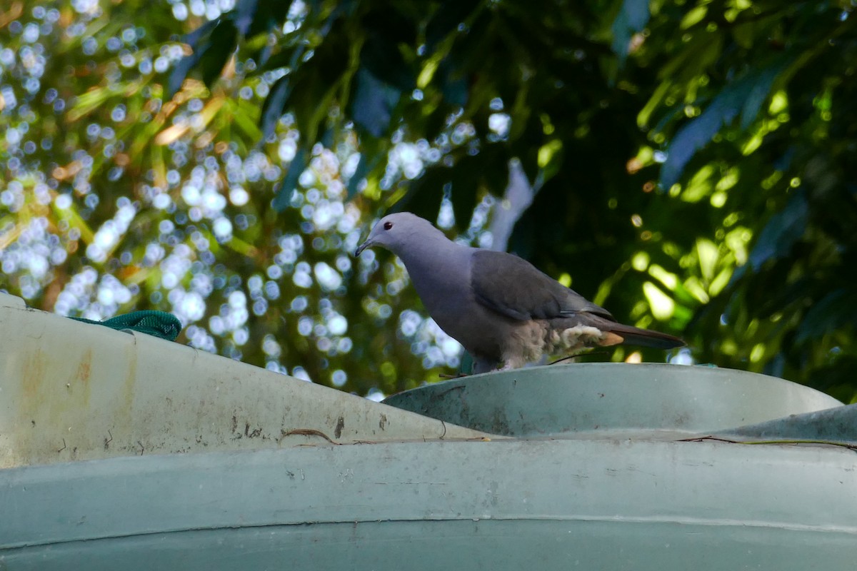 Barking Imperial-Pigeon - ML643415663