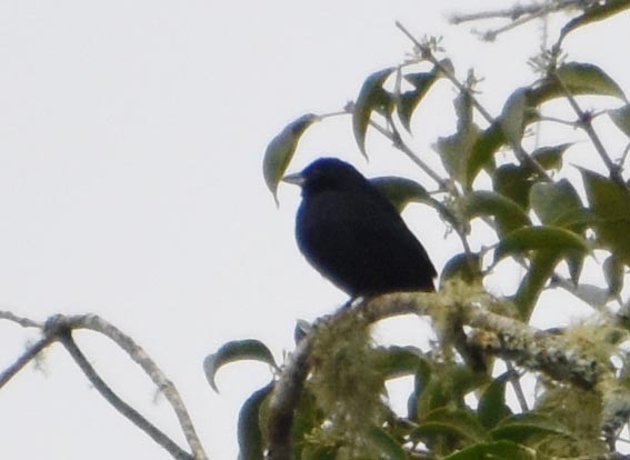 Ruby-crowned Tanager - ML643415665