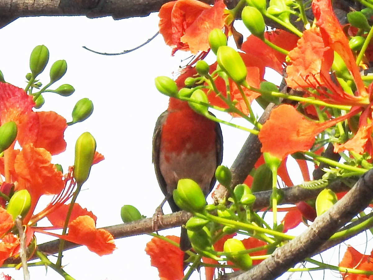 Red-headed Weaver - ML643415669