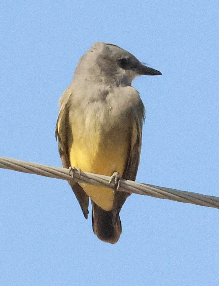 Western Kingbird - ML643415675
