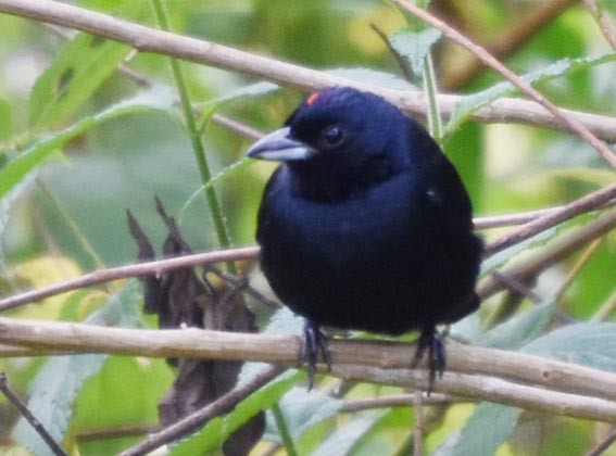 Ruby-crowned Tanager - ML643415680