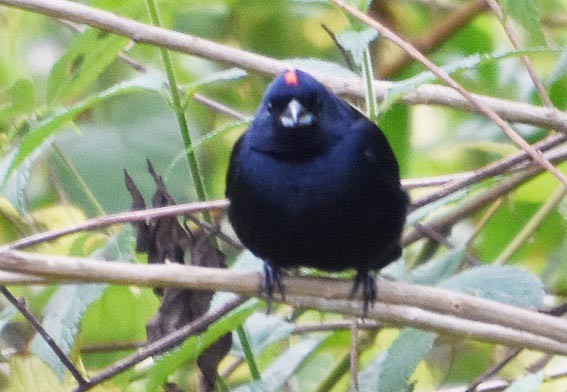 Ruby-crowned Tanager - ML643415690