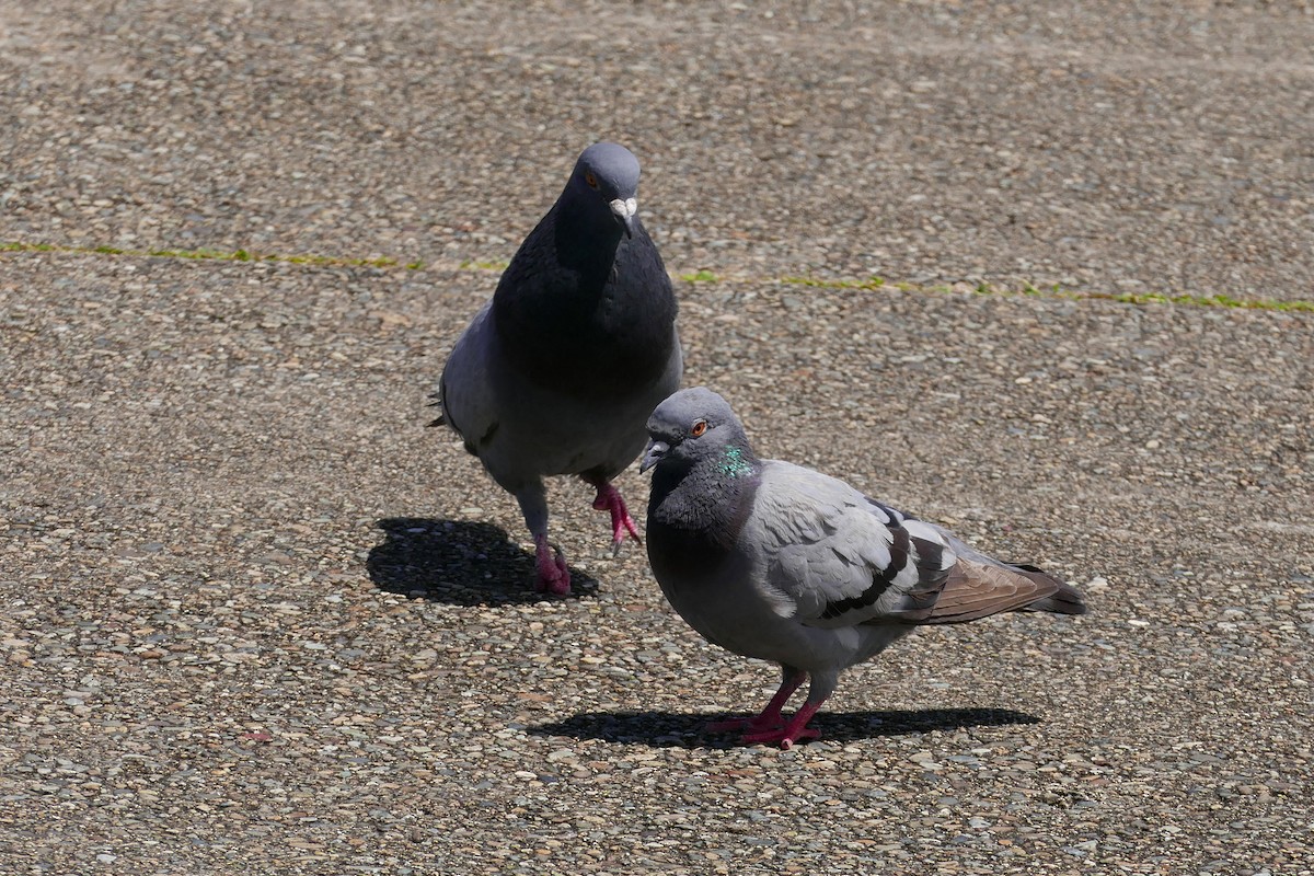 Rock Pigeon (Feral Pigeon) - ML643415693