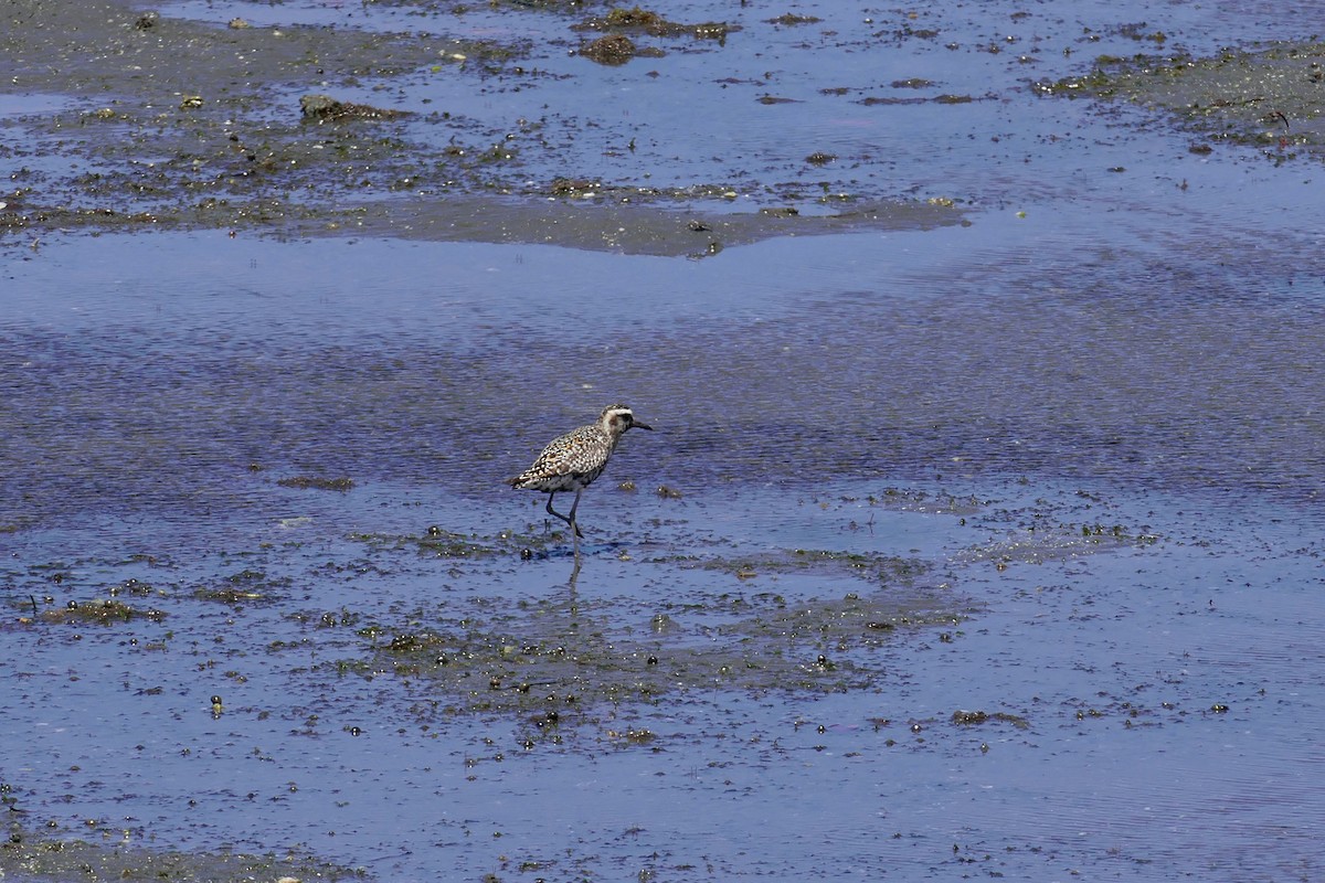 Pacific Golden-Plover - ML643415697