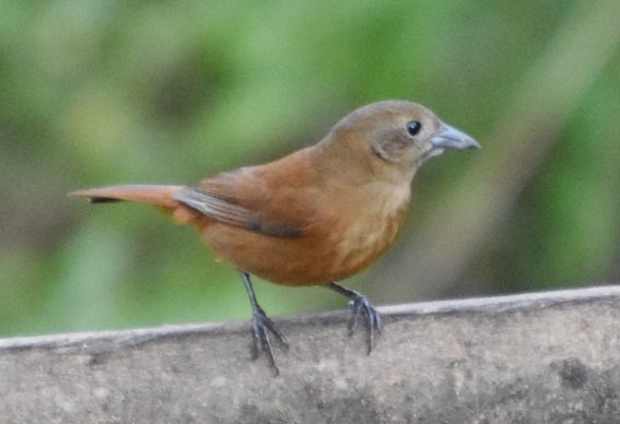 Ruby-crowned Tanager - ML643415698