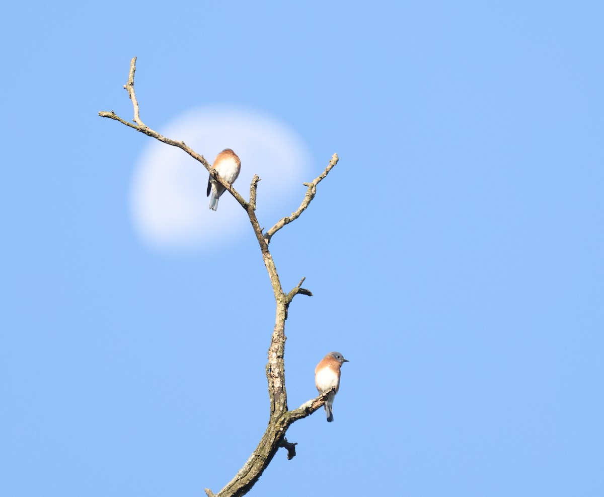 Eastern Bluebird - ML643415703