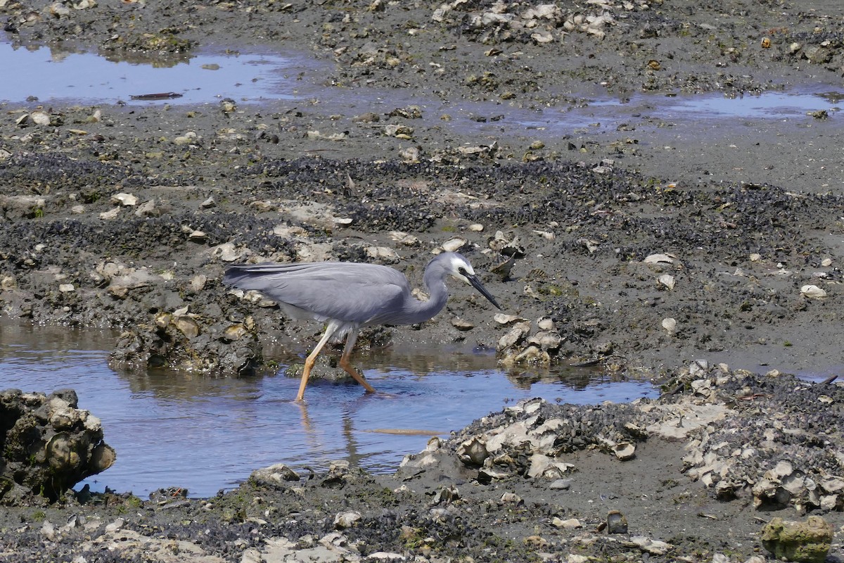White-faced Heron - ML643415705