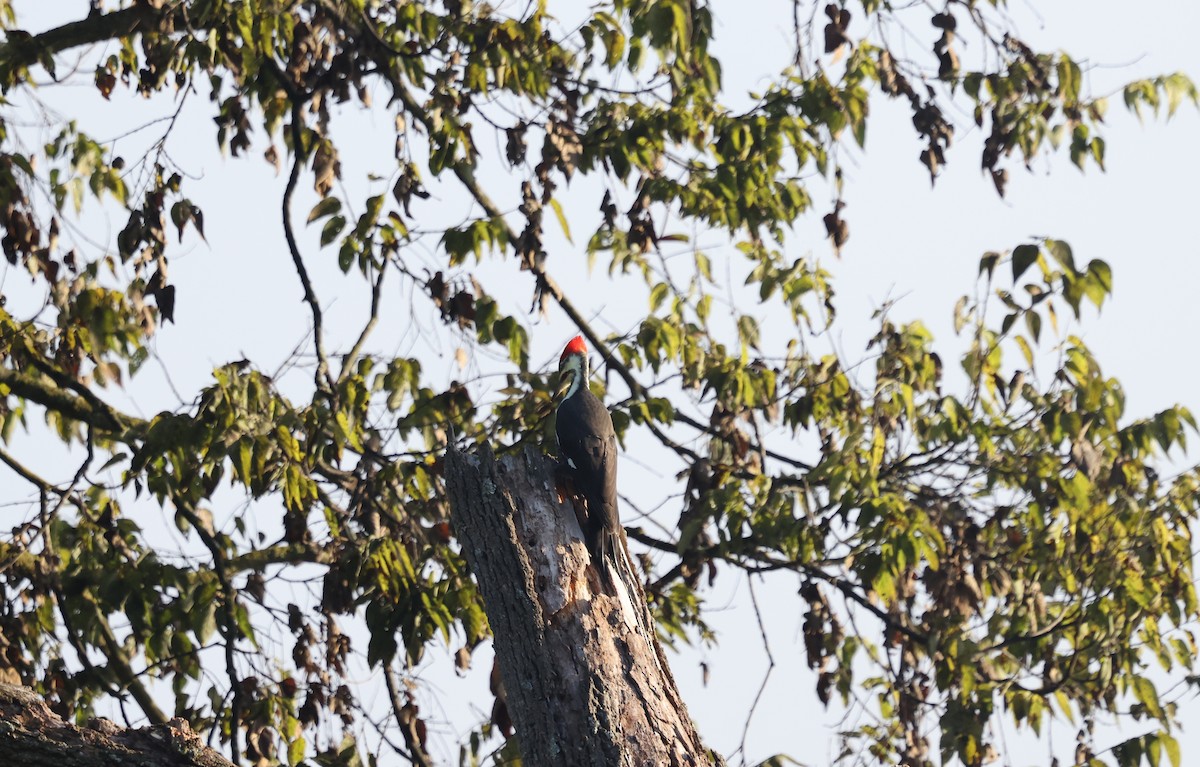 Pileated Woodpecker - ML643415706