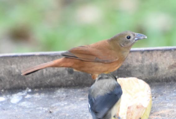 Ruby-crowned Tanager - ML643415712