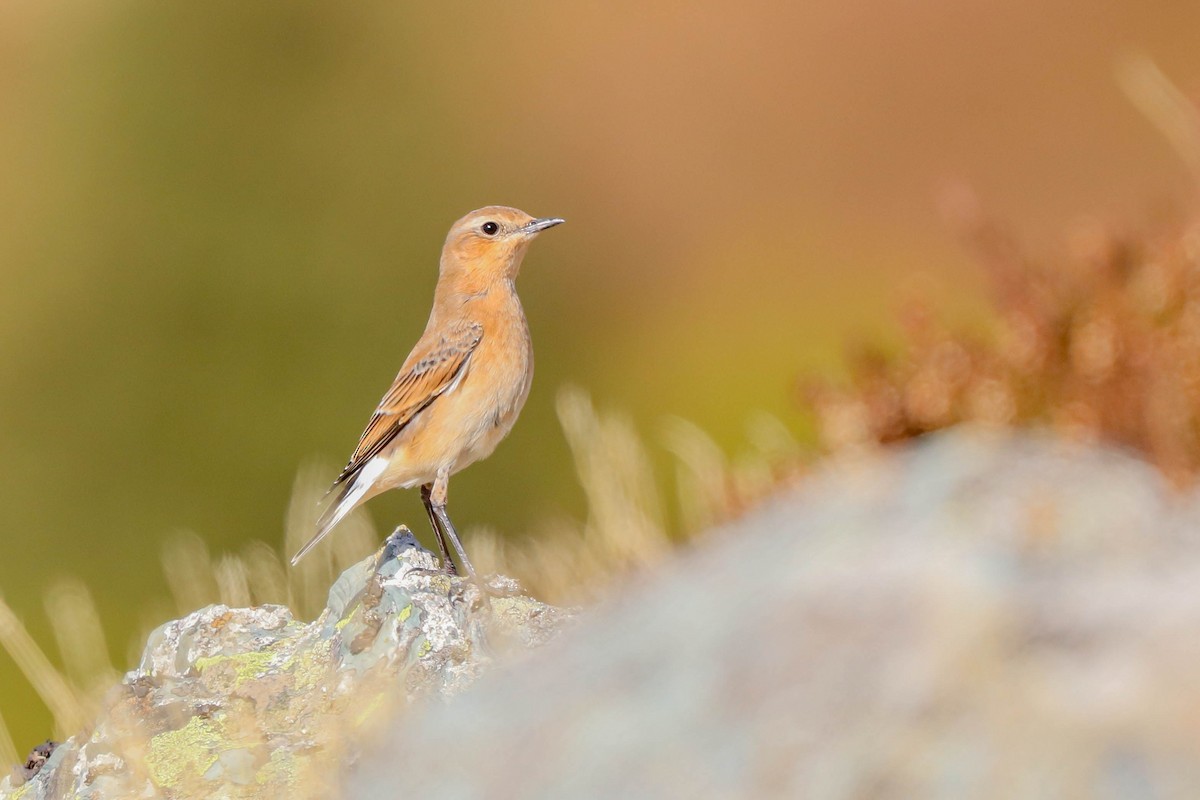 Northern Wheatear - ML643415713