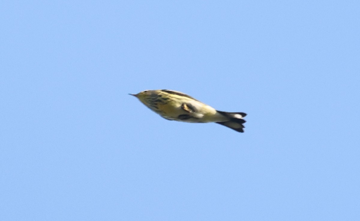 Cape May Warbler - ML643415714