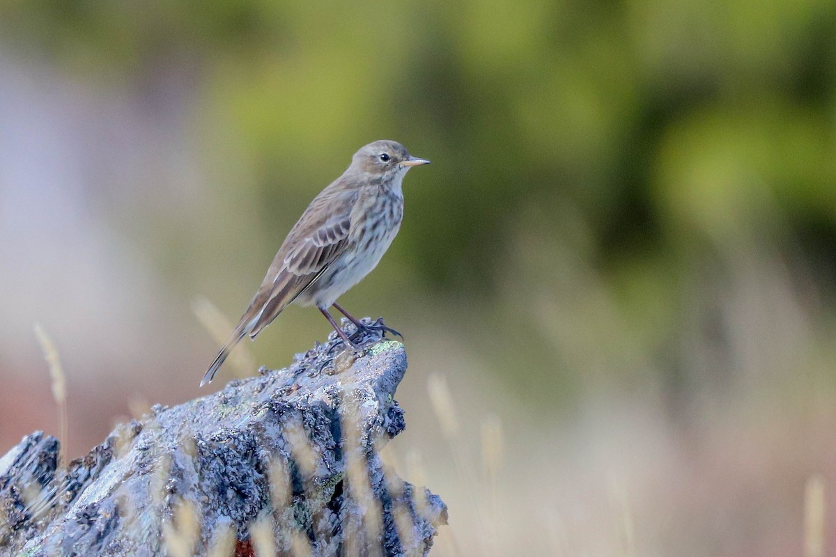 Water Pipit - ML643415735