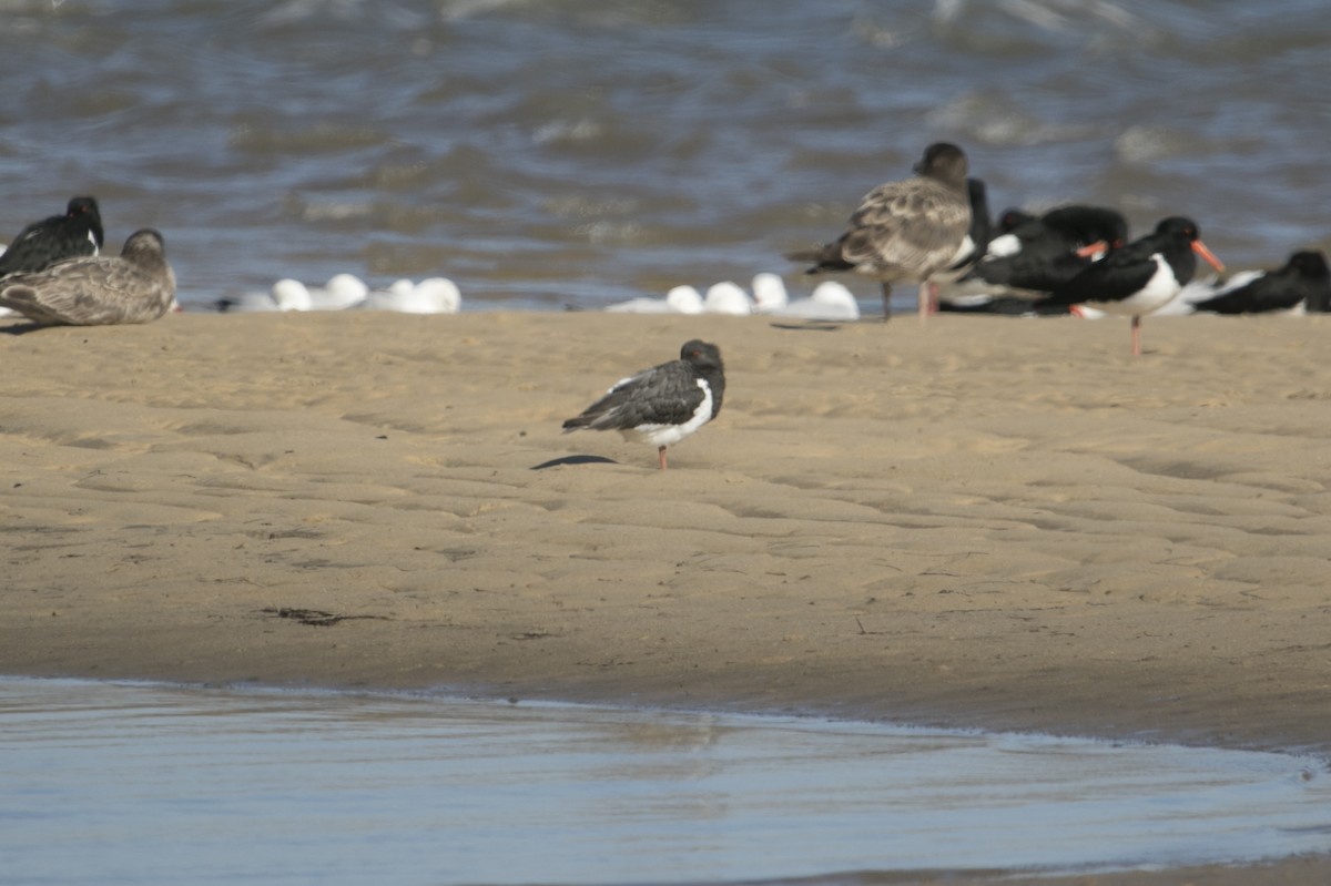 Pied Oystercatcher - ML643415737