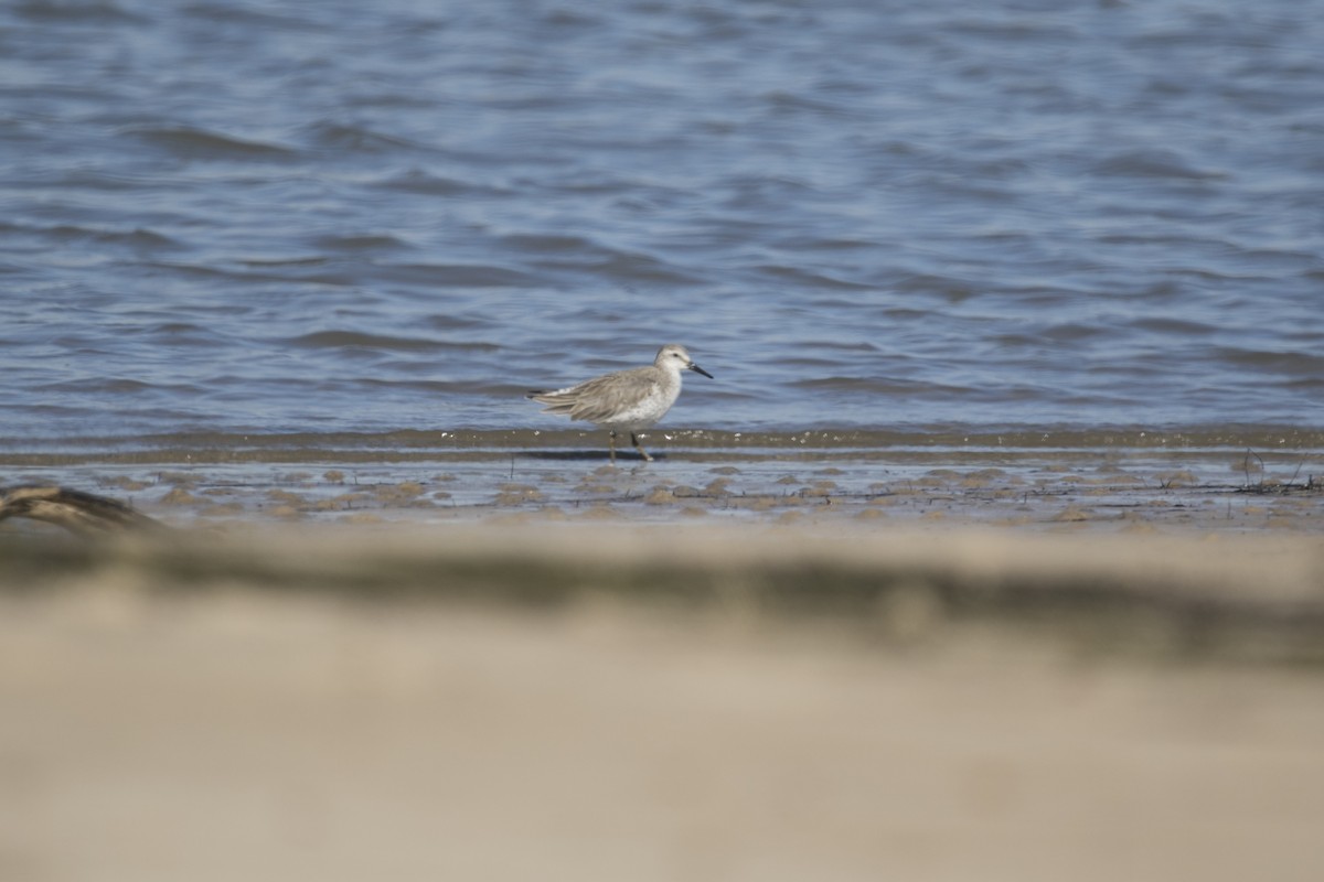 polarsnipe - ML643415747