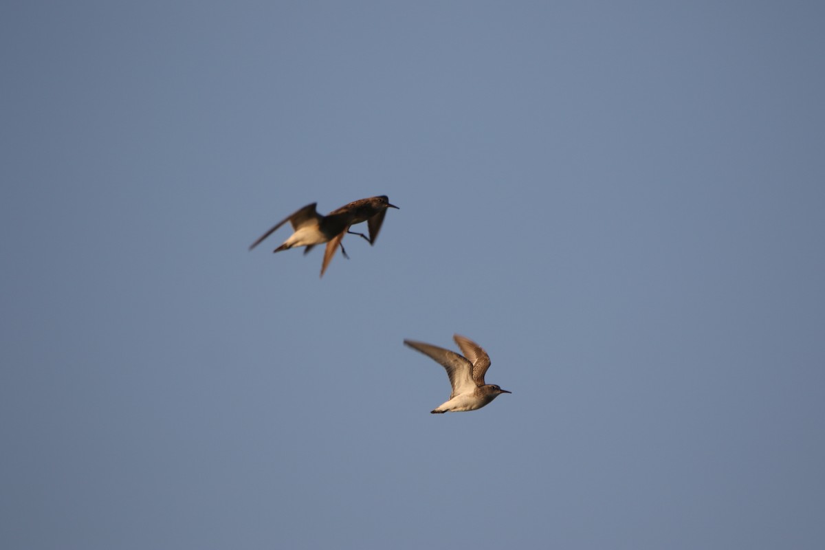 bonapartesnipe - ML643415765