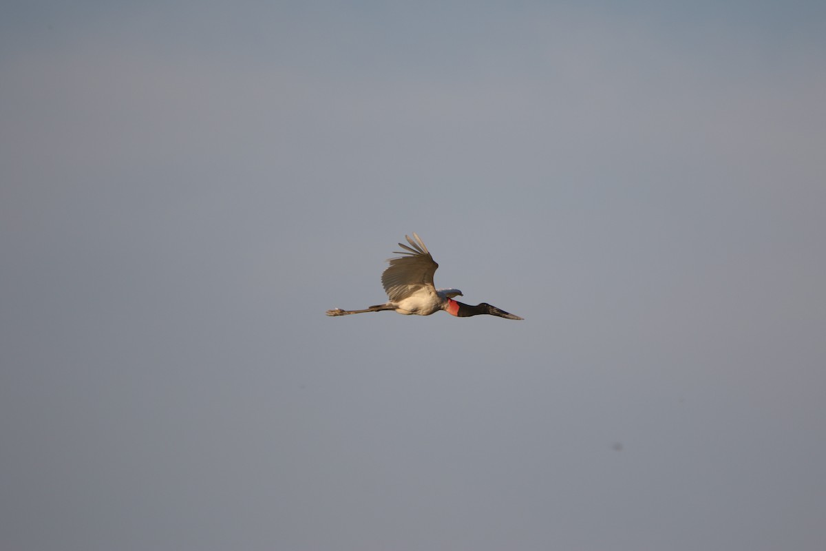 jabirustork - ML643415771