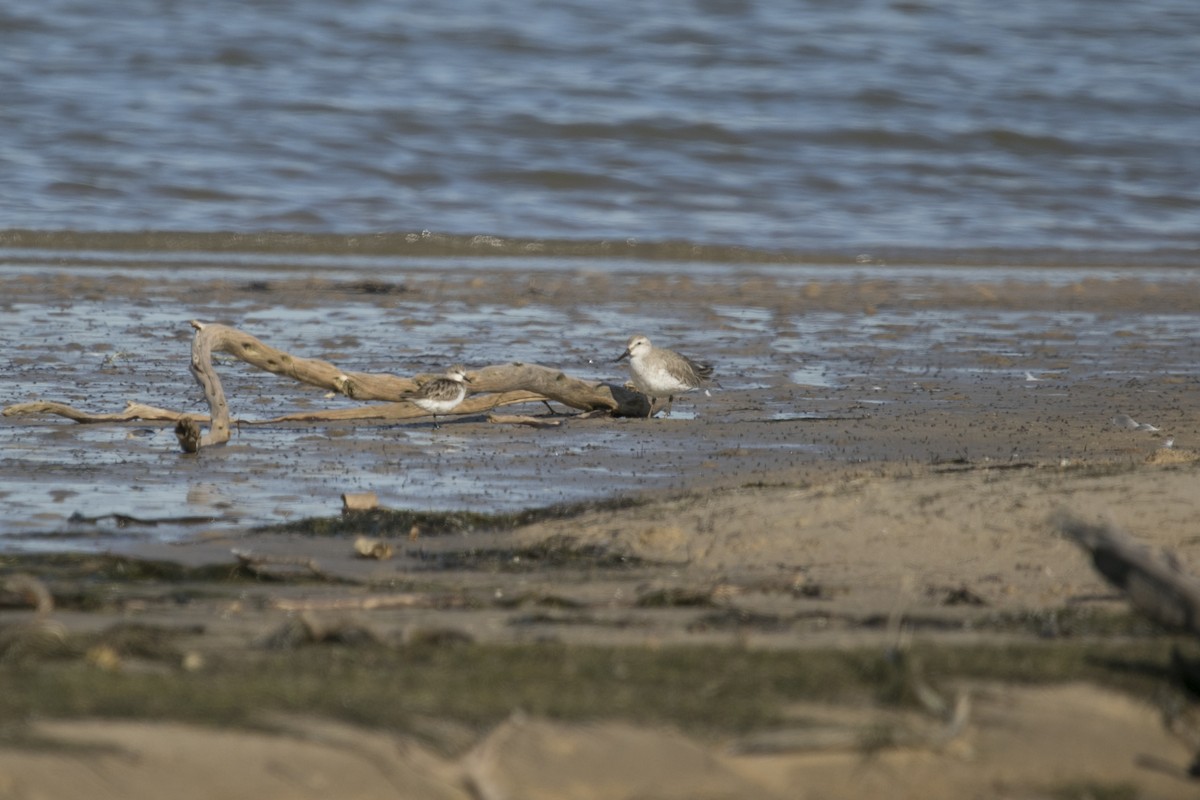 polarsnipe - ML643415772