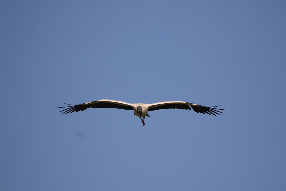 amerikastork - ML643415776