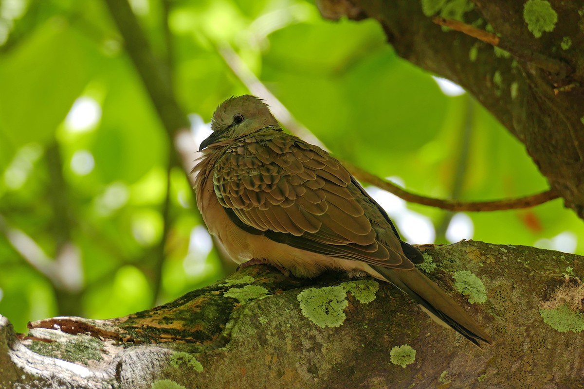 Spotted Dove - ML643415778