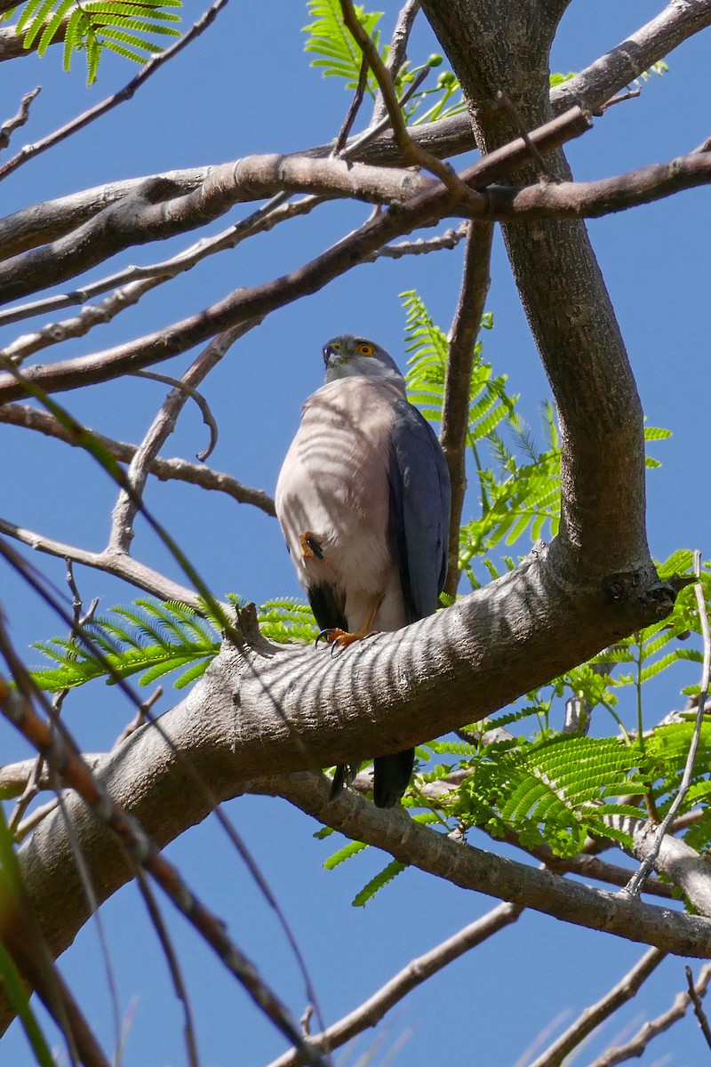 Fiji Goshawk - ML643415782