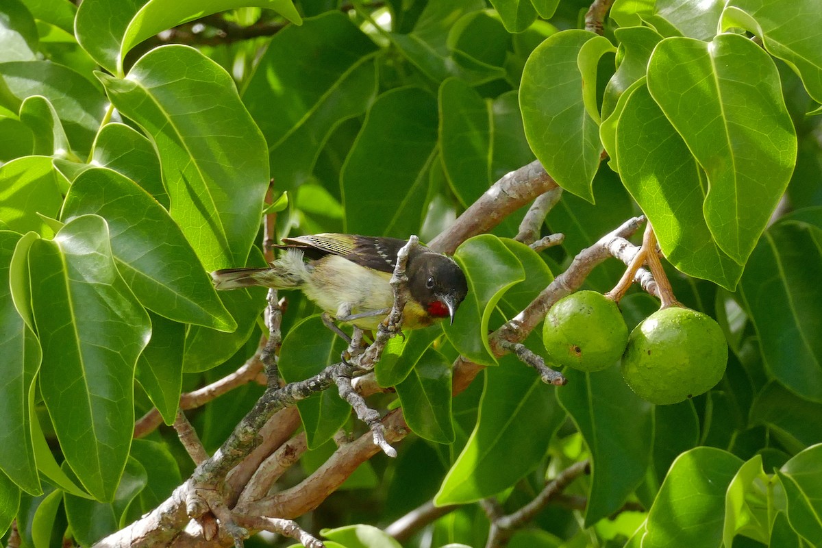 Sulphur-breasted Myzomela - ML643415784