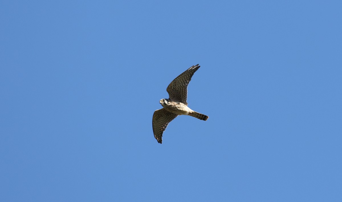 American Kestrel - ML643415785