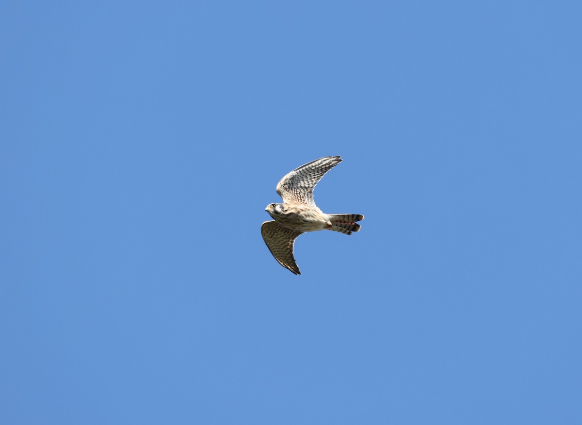 American Kestrel - ML643415797