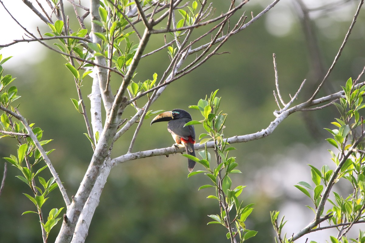 Lettered Aracari - ML643415802