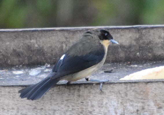 Black-goggled Tanager - ML643415806