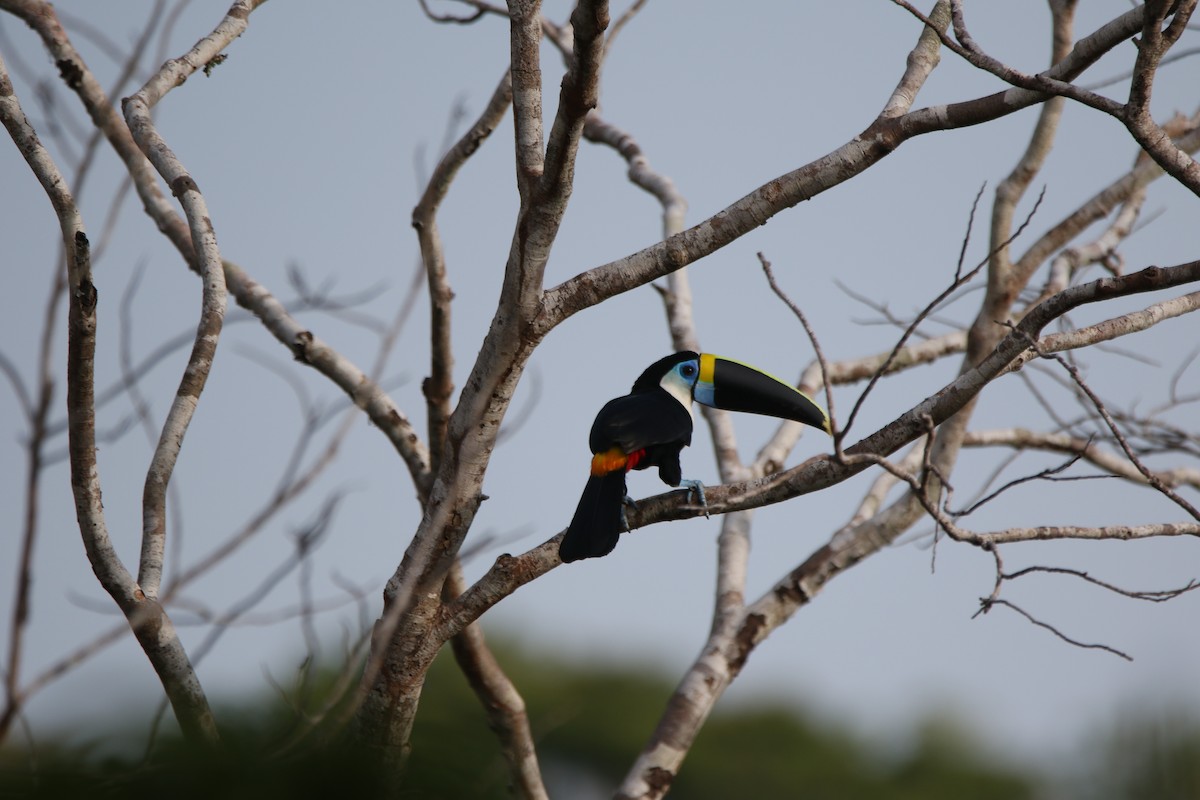 White-throated Toucan - ML643415809