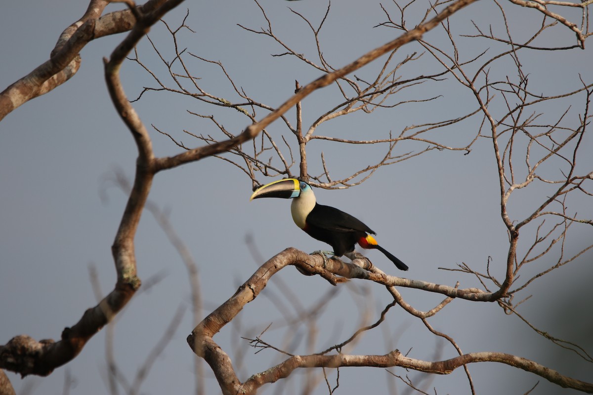 Channel-billed Toucan - ML643415812