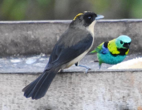 Black-goggled Tanager - ML643415813