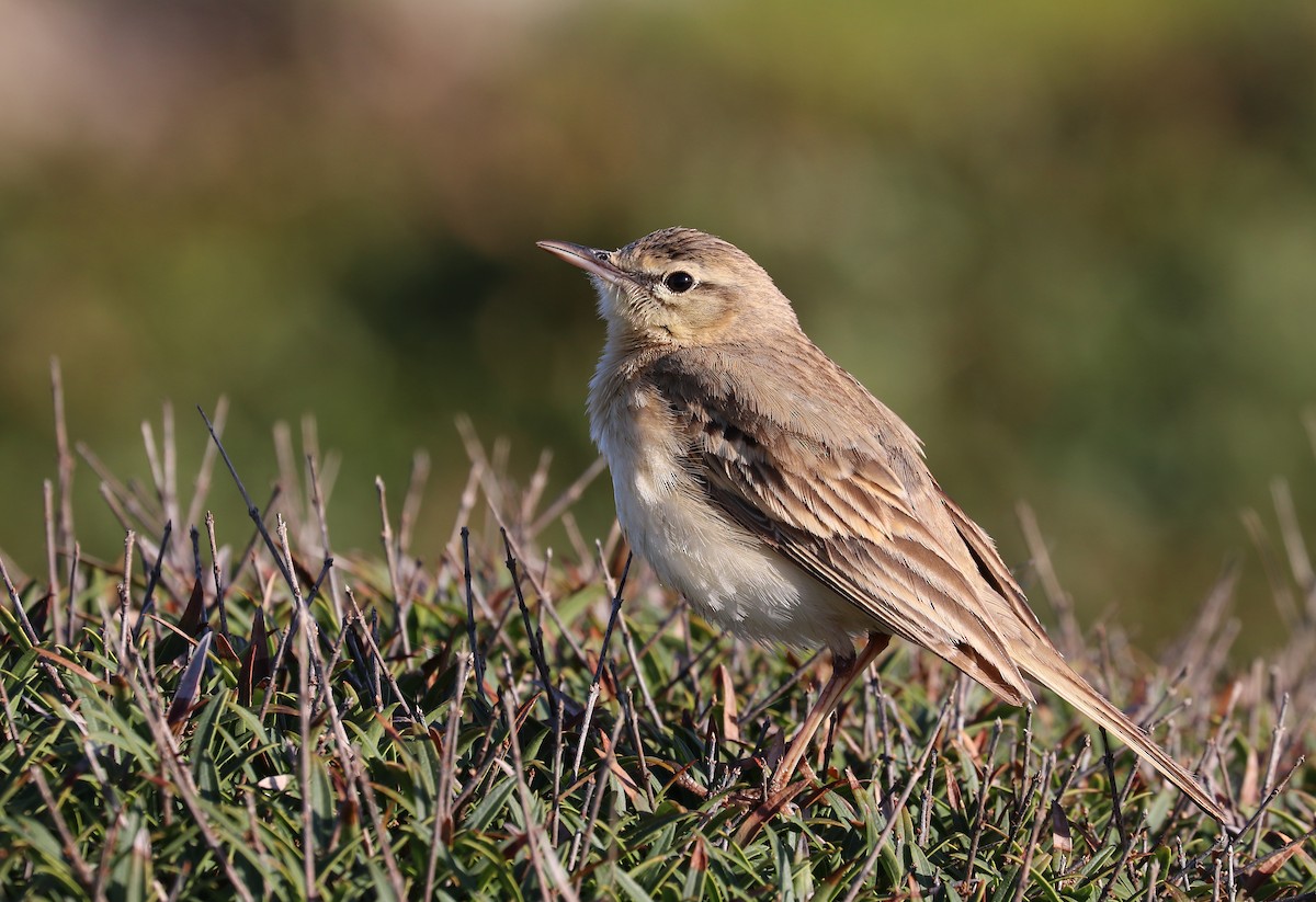 Tawny Pipit - ML643415819