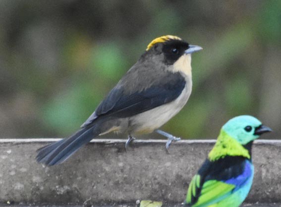 Black-goggled Tanager - ML643415820