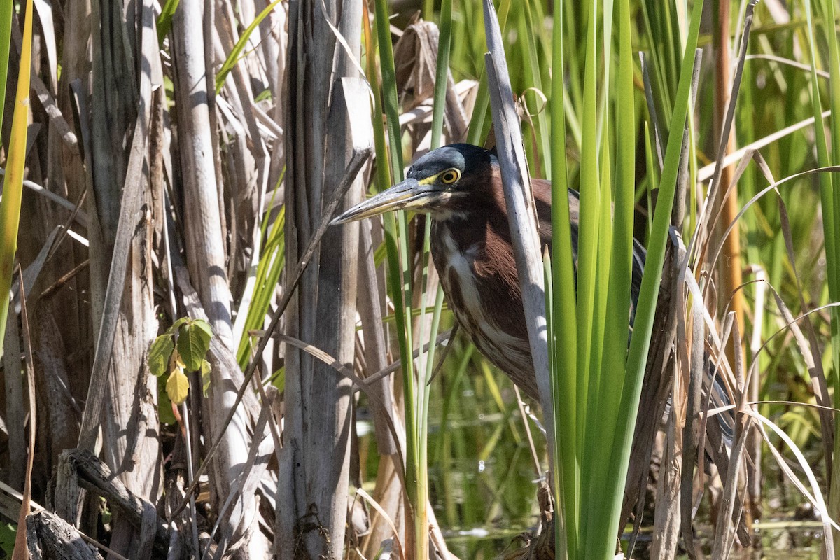Green Heron - ML643415822