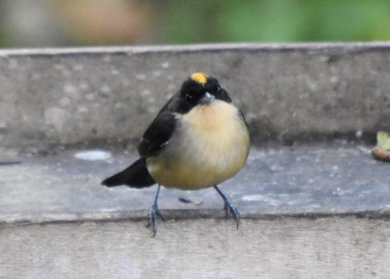 Black-goggled Tanager - ML643415824