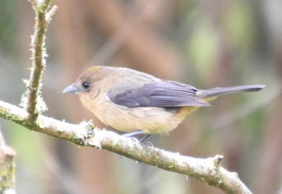 Black-goggled Tanager - ML643415828