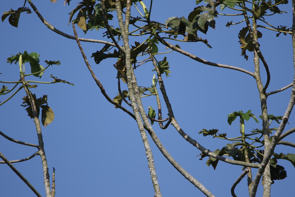 Tui Parakeet - ML643415832