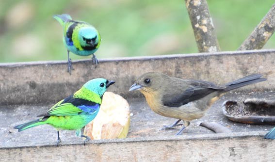 Black-goggled Tanager - ML643415840