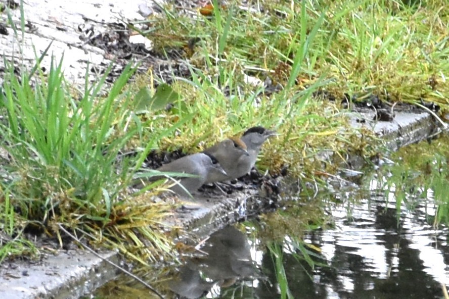 Eurasian Blackcap - ML643415847
