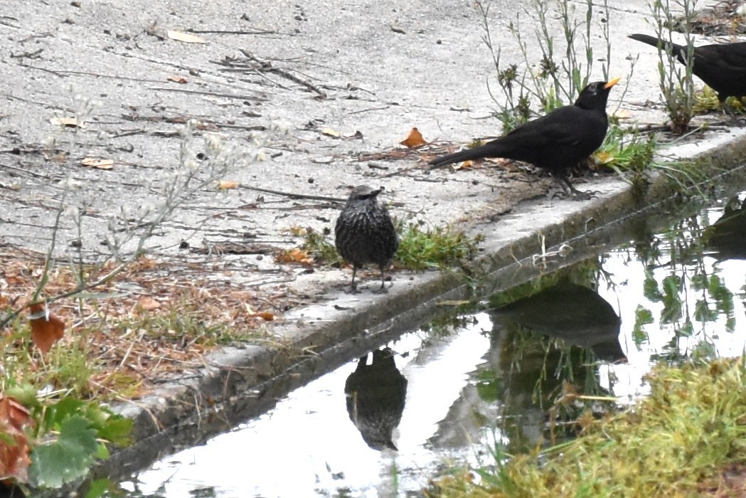 Spotless Starling - ML643415848
