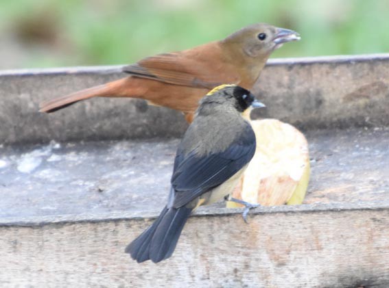 Black-goggled Tanager - ML643415855