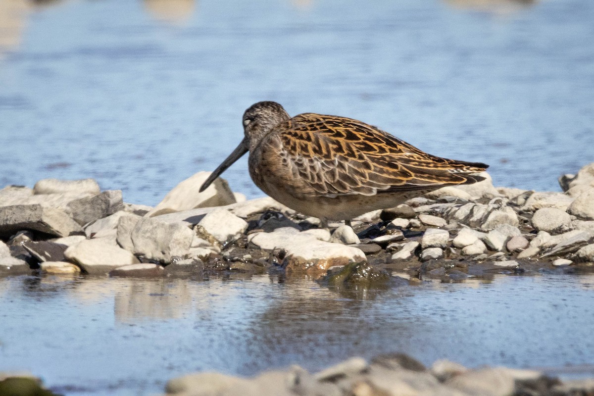 Short-billed Dowitcher - ML643415856