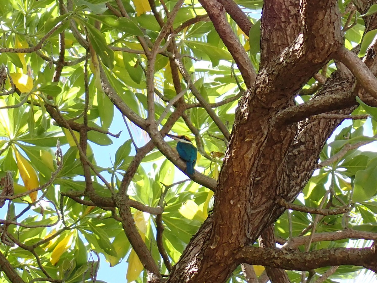 Pasifik Yalıçapkını - ML643415857