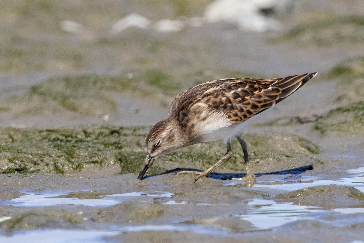 Least Sandpiper - ML643415859