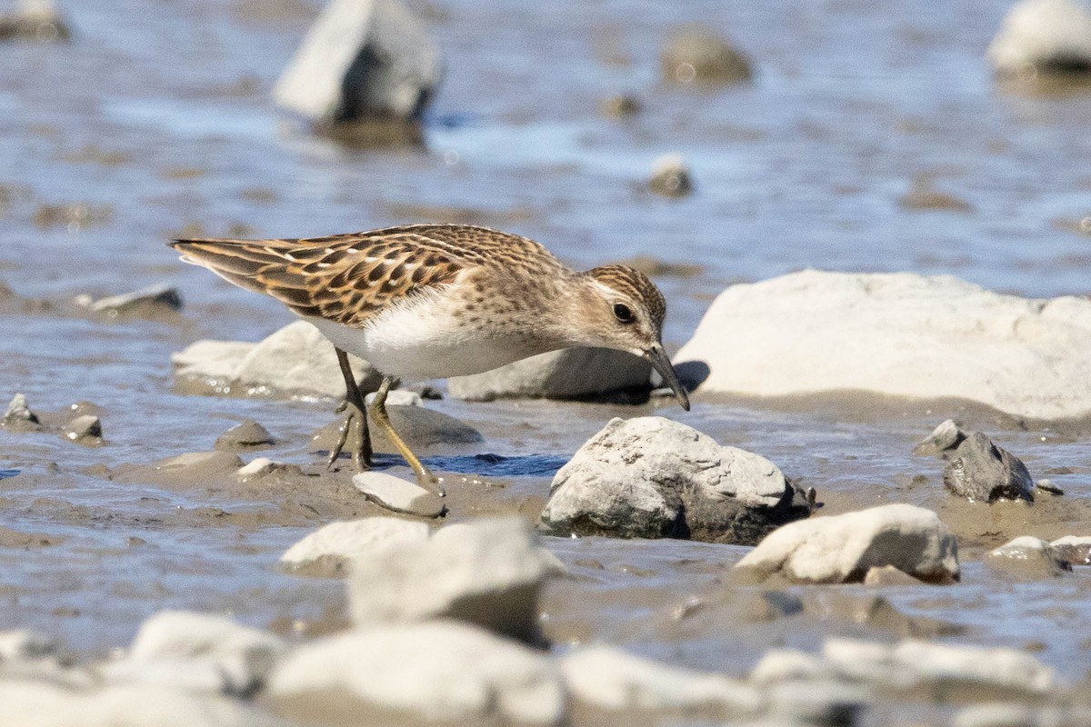 Least Sandpiper - ML643415860