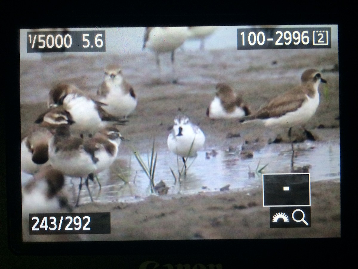 Spoon-billed Sandpiper - ML643415873