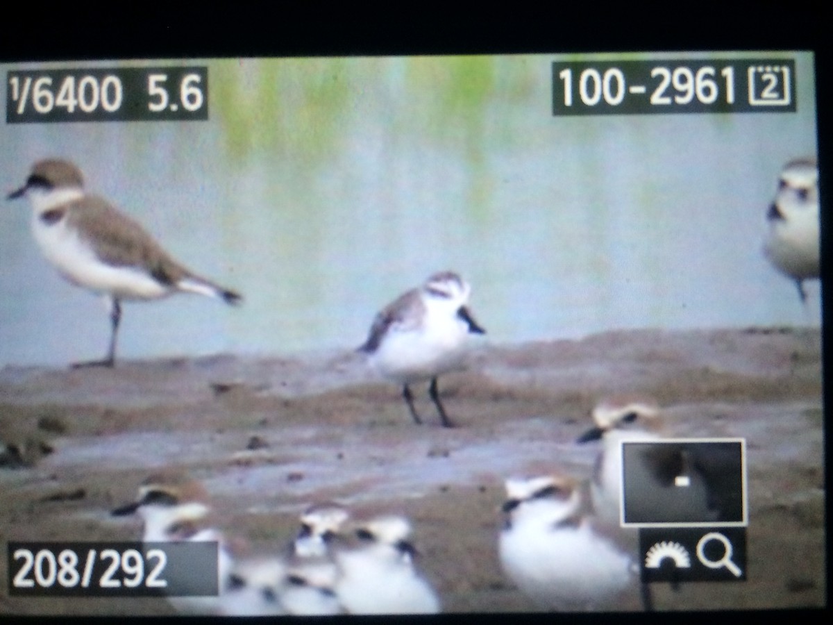 Spoon-billed Sandpiper - ML643415874