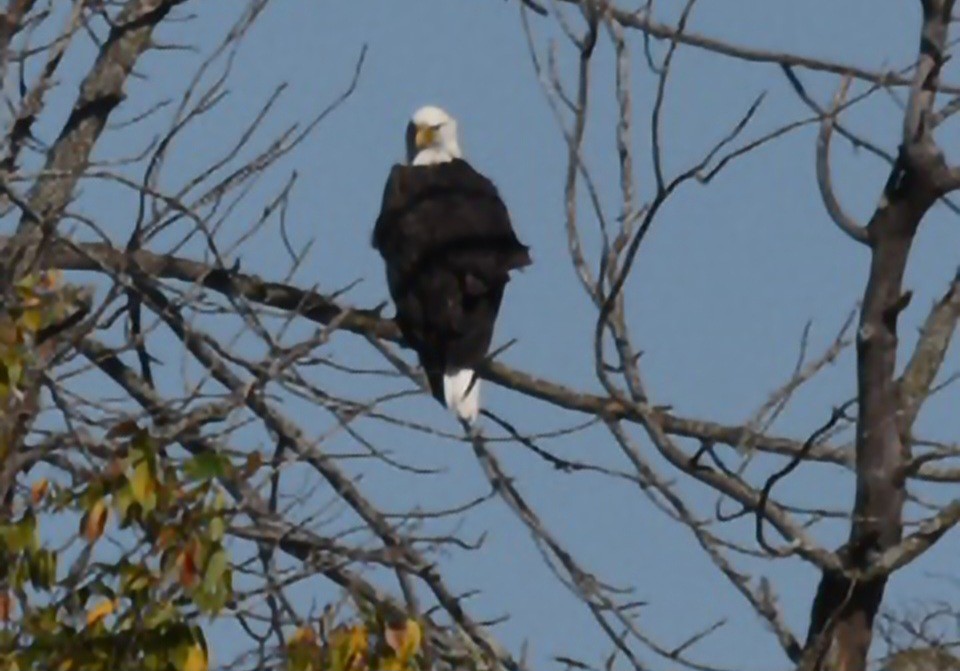 Bald Eagle - ML643415878